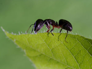 Come allontanare le formiche dagli alberi da frutto - CopyBlogger