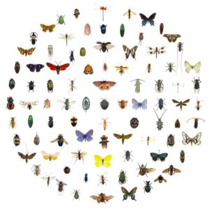 Come riconoscere le punture degli insetti - CopyBlogger