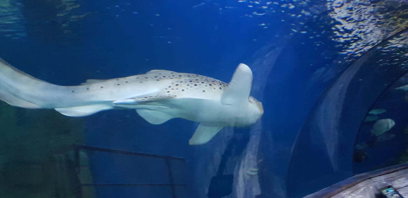 Malta National Aquarium - squalo grande