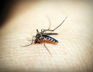 Come togliere le punture di zanzara