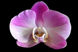 Fiori dell'orchidea